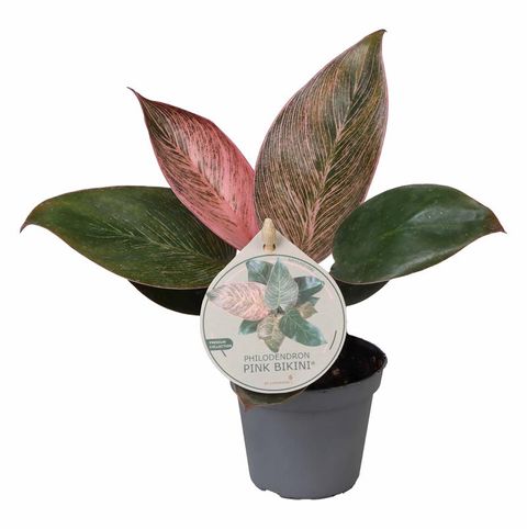 Philodendron PINK BIKINI