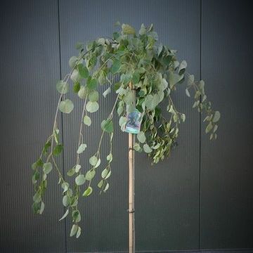 Cercidiphyllum japonicum 'Pendulum'