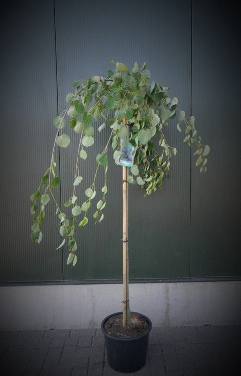 Cercidiphyllum japonicum 'Pendulum'