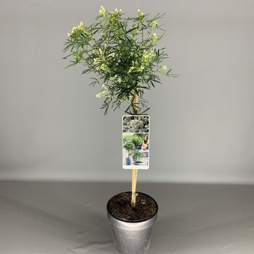 Choisya WHITE DAZZLER