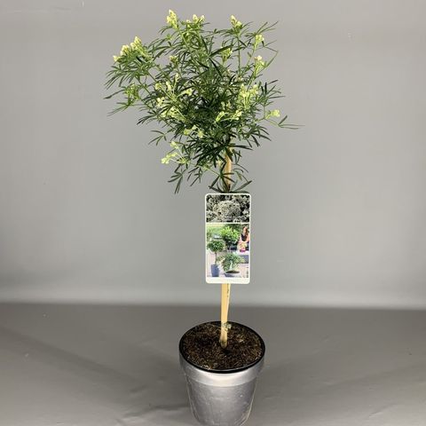 Choisya WHITE DAZZLER