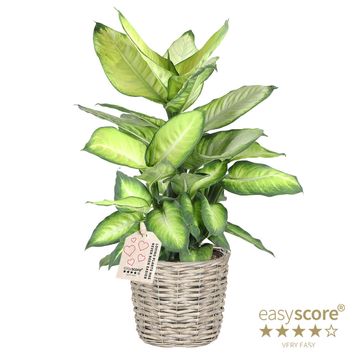 Dieffenbachia 'Summer Style'