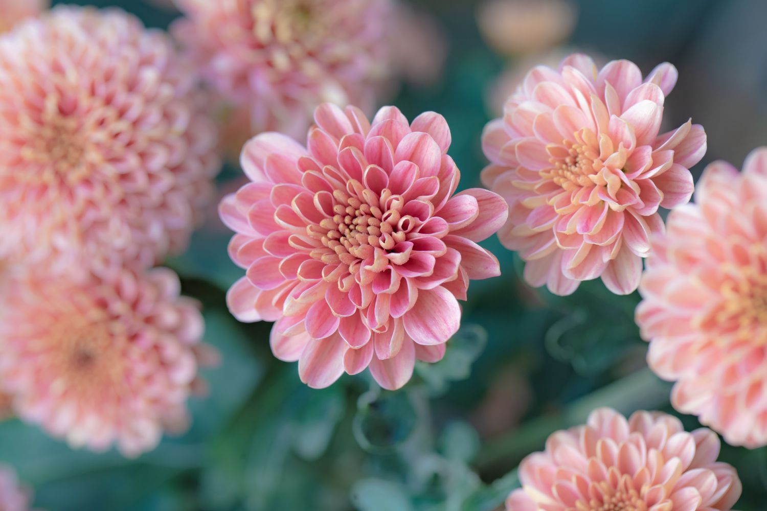 Flowering