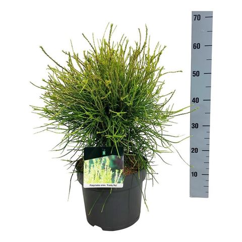 Platycladus orientalis 'Franky Boy' — Plant Wholesale FlorAccess