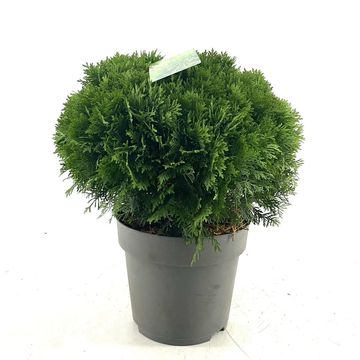 Thuja occidentalis 'Danica'
