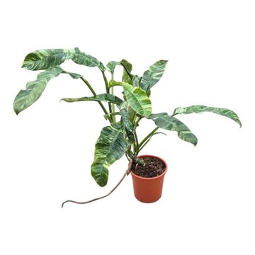 Epipremnum giganteum 'Variegata'