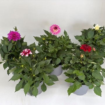 Dahlia MIX