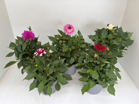 Dahlia MIX