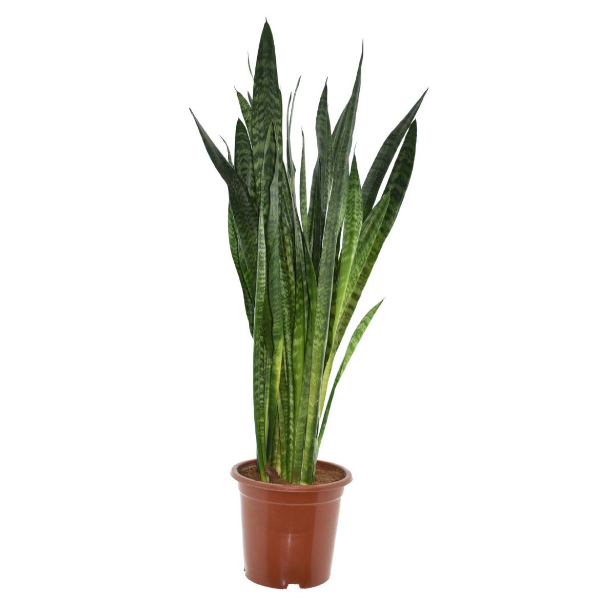 Sansevieria zeylanica — Plant Wholesale FlorAccess