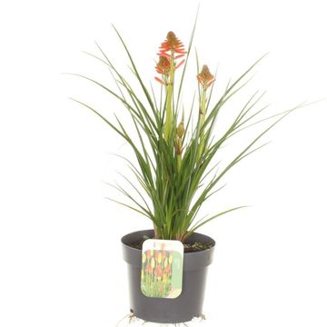 Kniphofia POCO RED
