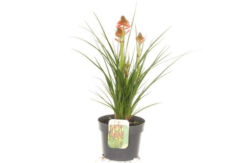 Kniphofia POCO RED