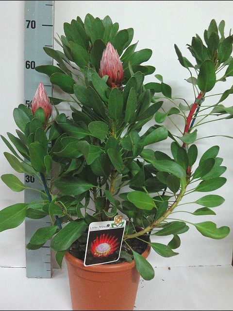 Protea cynaroides 'Little Prince'