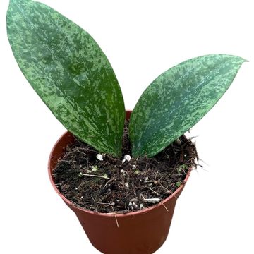 Hoya 'Rangsan'