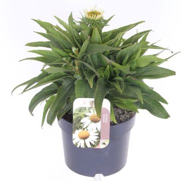 Echinacea SOMBRERO BLANCO