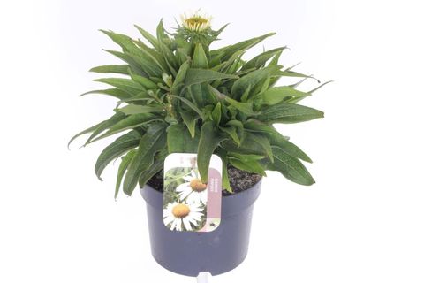 Echinacea SOMBRERO BLANCO