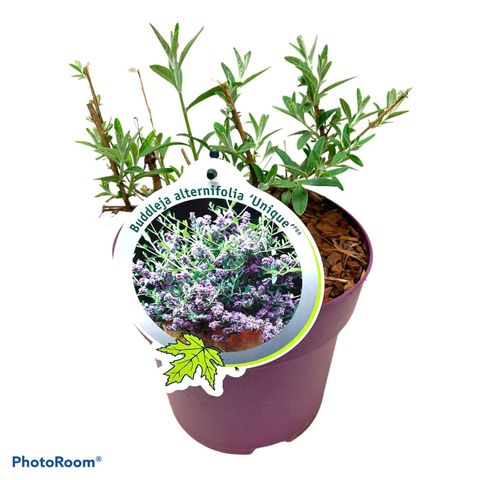 Buddleja alternifolia UNIQUE