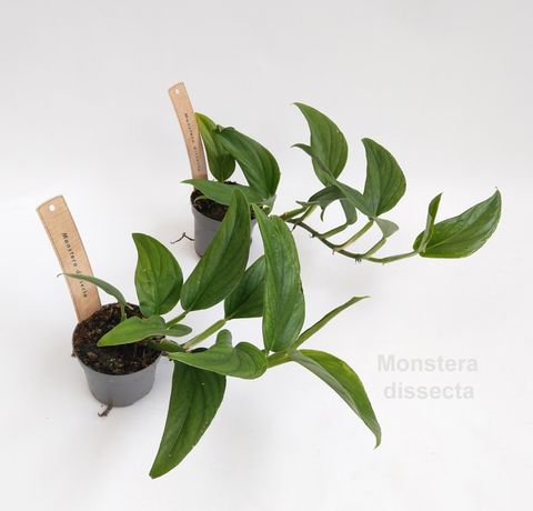 Monstera dissecta