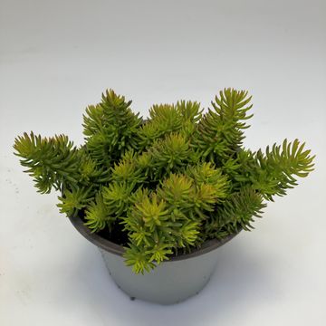Sedum reflexum 'Yellow Cushion'