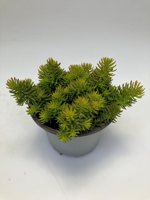 Sedum reflexum 'Yellow Cushion'