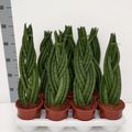 Sansevieria cylindrica 'Braid'