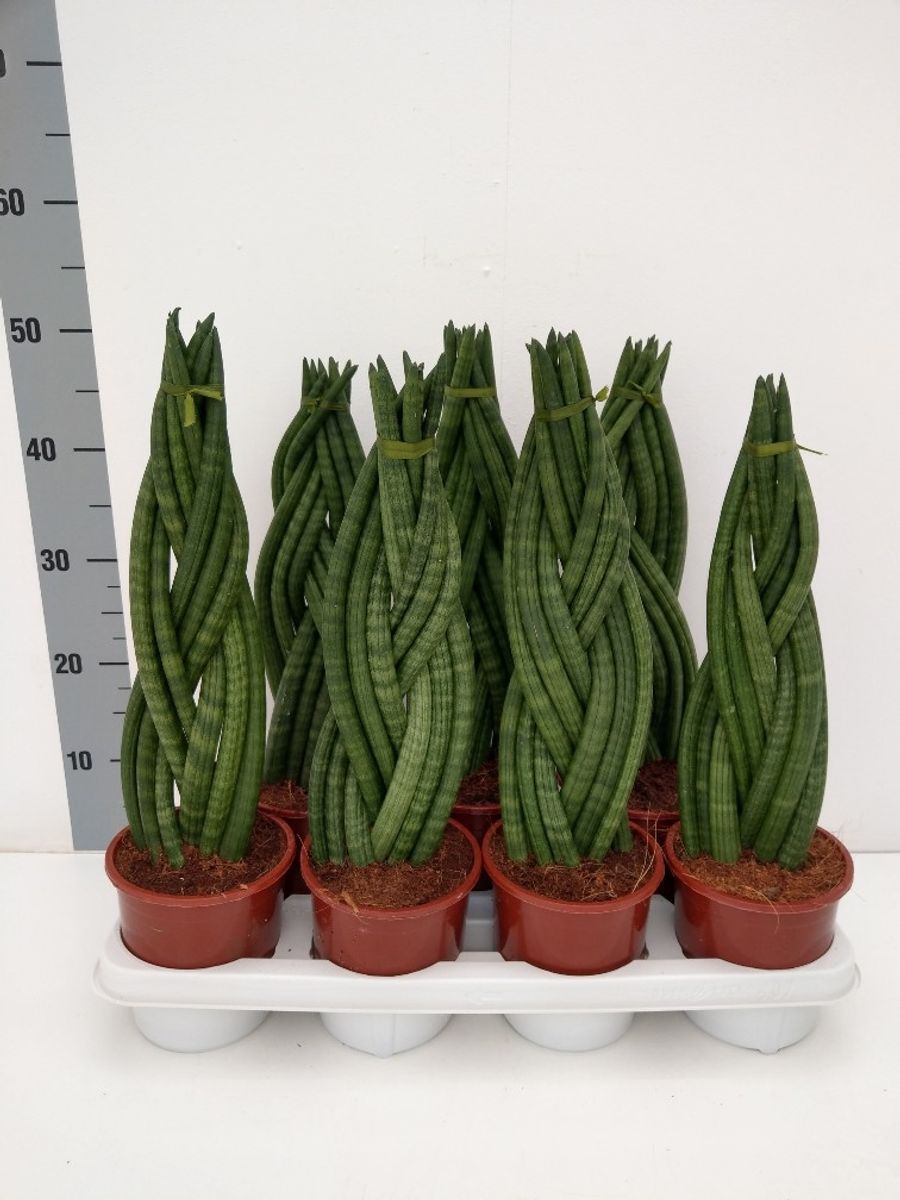 Sansevieria cylindrica 'Braid'  Pflanzengrohandel FlorAccess