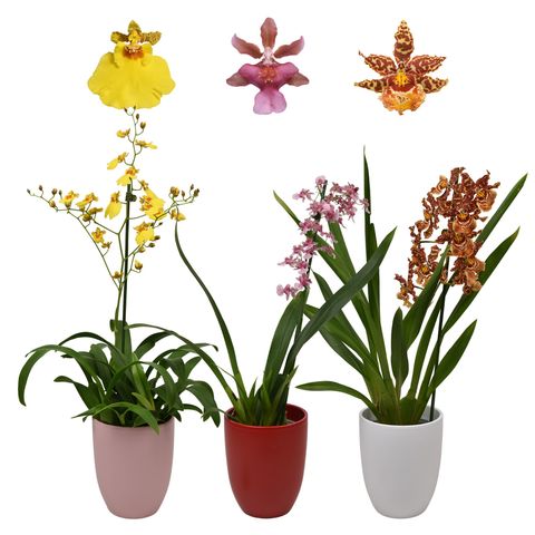 Orkidéer MIX