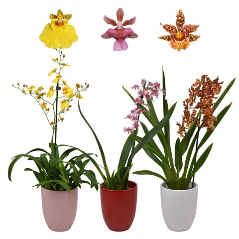 Orchideeën MIX