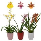 Orquídeas MIX