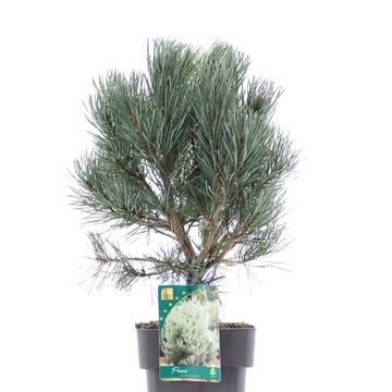 Pinus sylvestris 'Watereri'