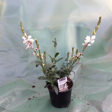 Gaura lindheimeri KARALEE WHITE