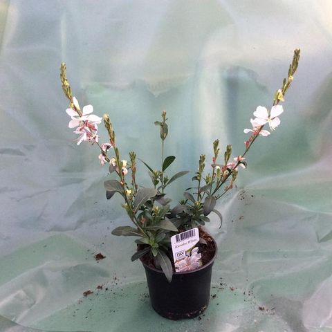Gaura lindheimeri KARALEE WHITE