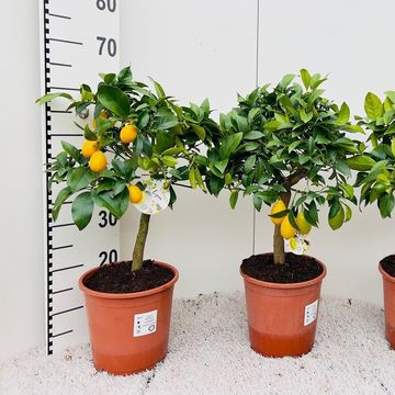 Citrus x floridana 'Livia'