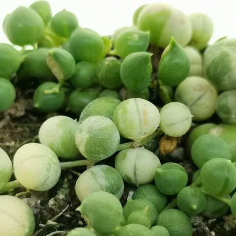 Senecio rowleyanus 'Variegata'