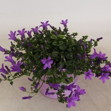 Campanula portenschlagiana KOSEA KAREN
