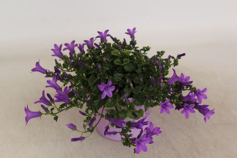 Campanula portenschlagiana KOSEA KAREN