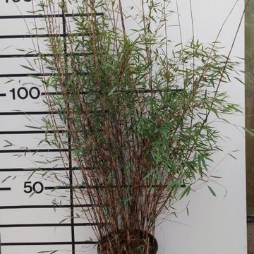 Fargesia DEEP PURPLE