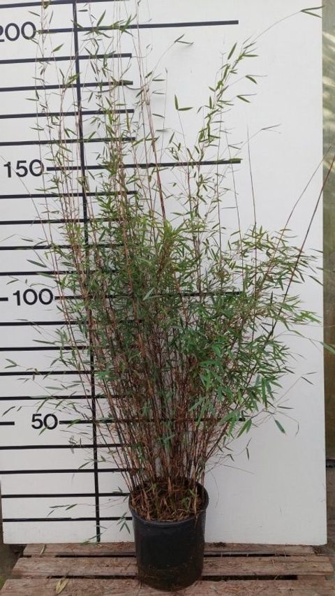 Fargesia DEEP PURPLE