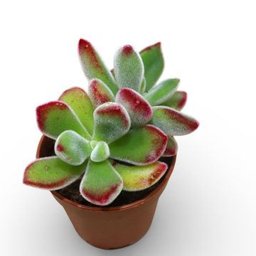 Echeveria pulvinata