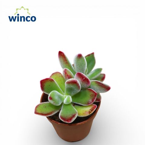 Echeveria pulvinata