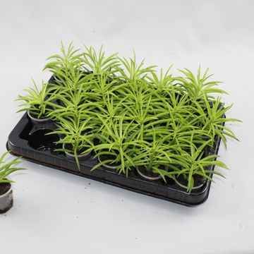 Peperomia ferreyrae 'Nevada'