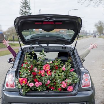Camellia 1001 SUMMER NIGHTS
