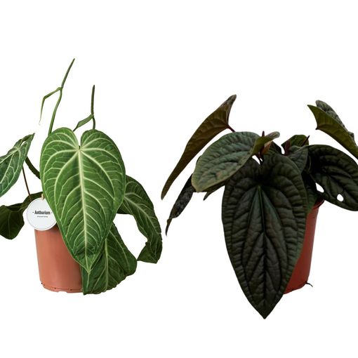 Anthurium MIX