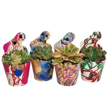 Cactus / Succulents MIX