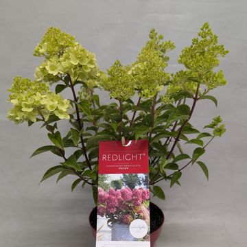 Hydrangea paniculata GARDENLIGHTS REDLIGHT