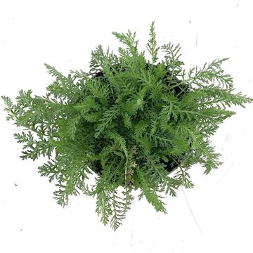 Achillea millefolium 'Paprika'
