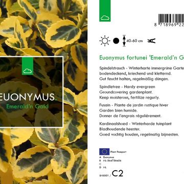 Euonymus fortunei 'Emerald 'n' Gold'