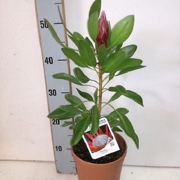 Protea cynaroides 'Madiba'