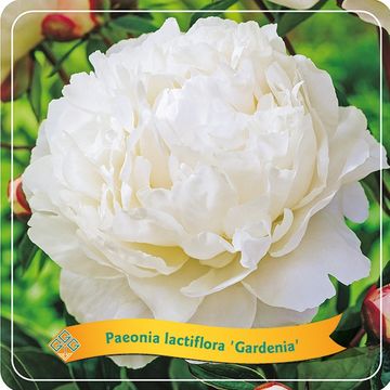 Paeonia 'Gardenia'