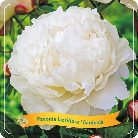 Paeonia 'Gardenia'