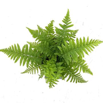 Dryopteris filix-mas